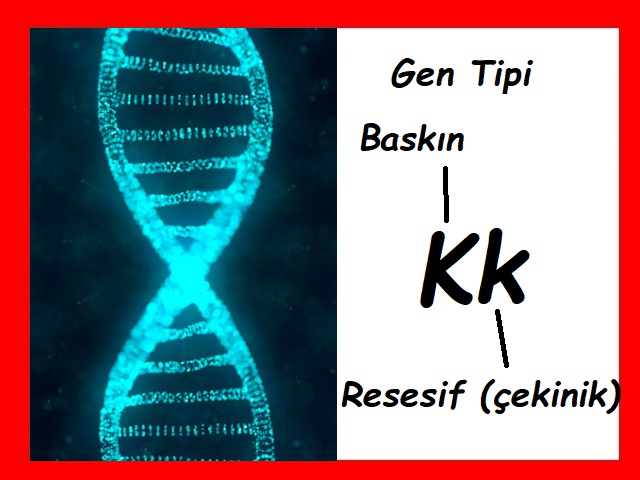Monohibrit Çaprazlama için Punnet Karesi Kullanımı Adım 1