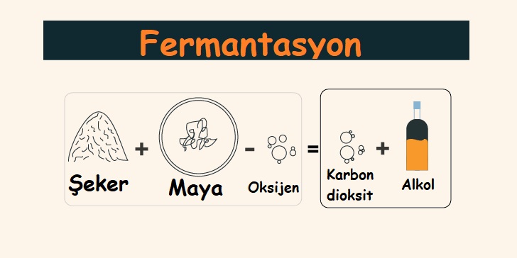 Fermantasyon Nedir? Tanımı ve Örnekleri