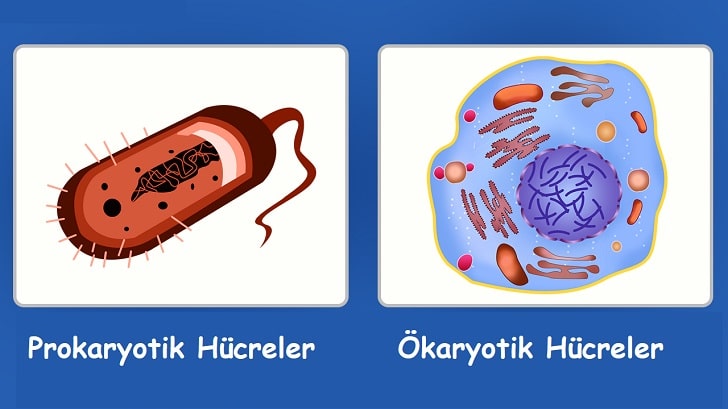 Prokaryotlar ve Ökaryotlar Arasındaki Farklar